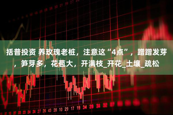 括普投资 养玫瑰老桩，注意这“4点”，蹭蹭发芽，笋芽多，花苞大，开满枝_开花_土壤_疏松